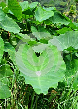 Colocasia Esculenta - Elephant-Ear Plant - Green Leaf with a Large Water Drop in Middle