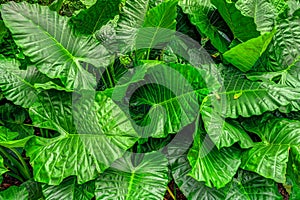 Colocasia esculenta field photo