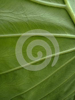 Colocasia esculenta leaf close up. nature background wallpaper,