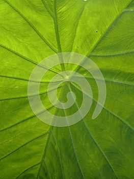 Colocasia esculenta leaf close up. nature background wallpaper,