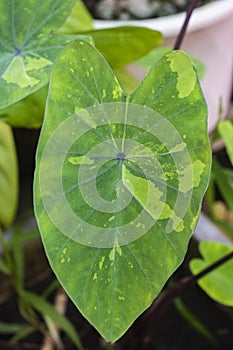 Colocasia esculenta, Lemon Lime Gecko