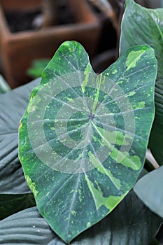 Colocasia esculenta, Lemon Lime Gecko or Colocasia