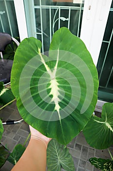 Colocasia esculenta Nancys Revenge , Nancys Revenge Elephant Ear or Colocasia