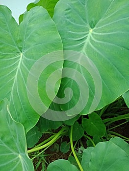 Colocasia esculenta plant background wallpaper,