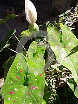 Colocasia esculenta, Prodect in assam grownd.