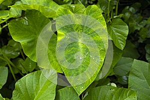 `The Colocasia leaf elephant-ear taro cocoyam dasheen Fresh water drops on a green colocasia esculenta leaf Aquatilis and drops of