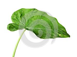 Colocasia leaf, Large green foliage also called Night-scented Lily or giant upright elephant ear isolated on white background.