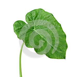 Colocasia leaf, Large green foliage also called Night-scented Lily or giant upright elephant ear isolated on white background.