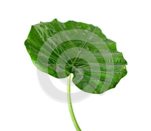 Colocasia leaf, Large green foliage also called Night-scented Lily or giant upright elephant ear isolated on white background.