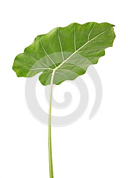 Colocasia leaf, Large green foliage also called Night-scented Lily or giant upright elephant ear isolated on white background,