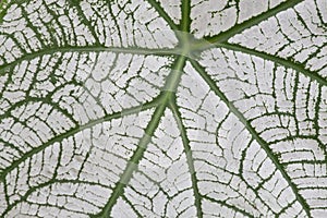 Colocasia leaf texture