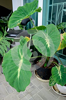 Colocasia nancy, colocasia nancys revenge or  Nancyana or Colocasia