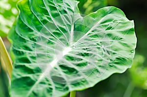 Colocasia Nancys, Colocasia Nancys Revenge , Colocasia esculenta or Colocasia