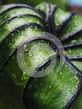 Colocasia pharoah`s mask