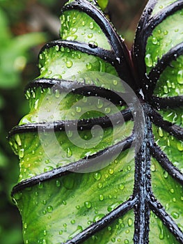 Colocasia pharoah`s mask