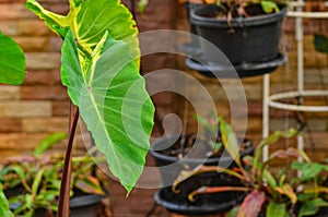 Colocasia Pigtailed Princess