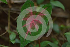 Colocasia plant leaf close-up photography