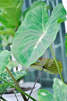 Colocasia variegated, Colocasia esculenta Nancys Revenge or colocasia nancys revenge