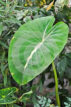 Colocasia variegated, Colocasia esculenta Nancys Revenge or colocasia nancys revenge