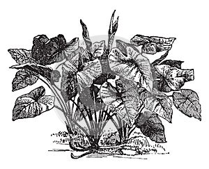 Colocasia vintage illustration photo