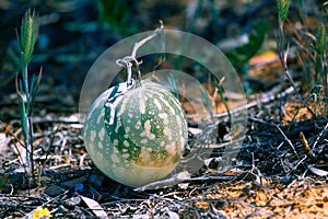 Colocynth melon - poisonous fruit.