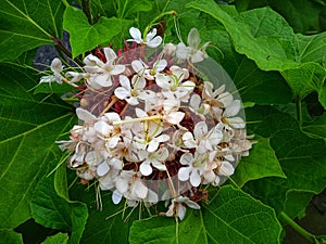 Colodedrum flower, is a plant that is sought after in Indonesia