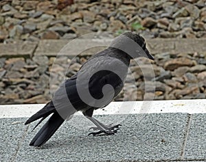 A black western jackdaw searching food