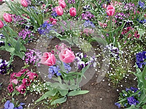 Garden with pink tulipans in spring in blossom photo