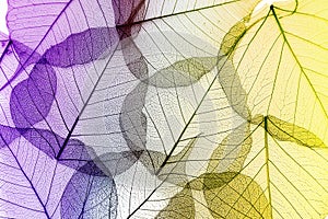 Coloful leaves seamless