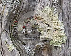 Coloful Lichens on a Old Worn Fence Post