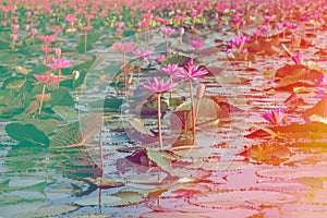 Coloful lotus in lake at thale noi