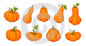 Coloful Pumpkins Set Vector Illustration