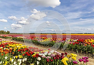 Coloful tulip field in the Noordoostpolder municipality, Flevoland