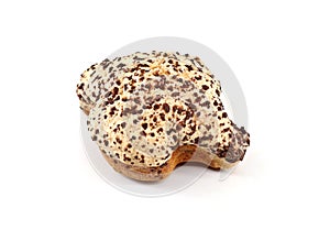 Colomba Pasquale, typical italian easter cake, coated with chocolate chips. White background. photo