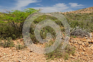 Colombia, Bushes Penisula in La Guajira