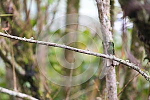 Colombia hummingbird photo