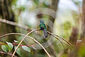 Colombia hummingbird photo