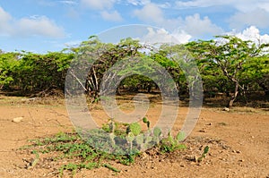 Colombia, Penisula la Guajira bushes