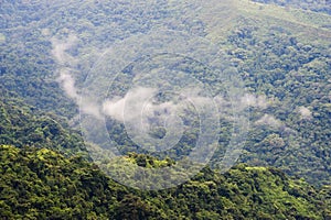 Colombia - rainforest in the Sierra Nevada de Santa Marta