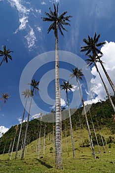 Colombia, Wax palm trees of Cocora Valley