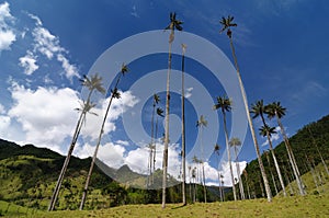 Colombia, Wax palm trees of Cocora Valley photo