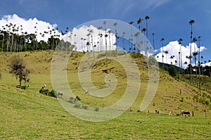Colombia, Wax palm trees of Cocora Valley