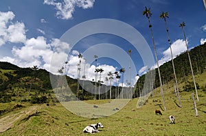 Colombia, Wax palm trees of Cocora Valley