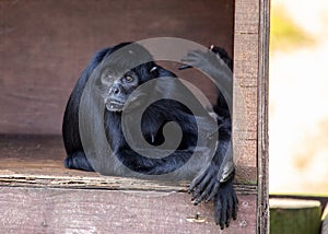 Colombian Black Spider Monkey (Ateles fusciceps rufiventris) Outdoors