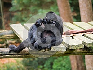 Colombian Black Spider Monkey with baby