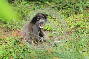 Colombian brown spider monkey