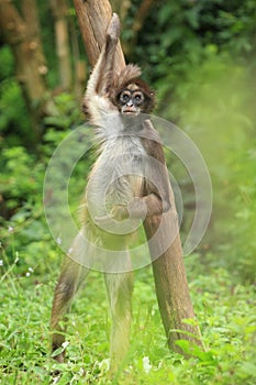 Colombian brown spider monkey