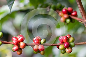 Colombian coffee branch with ripe and red coffee beans. close up coffee detail blurred background for advertising.