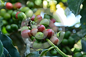 Colombian coffee grains