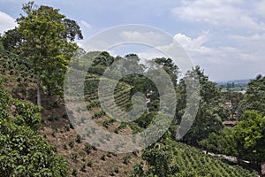 Colombian coffee plantation